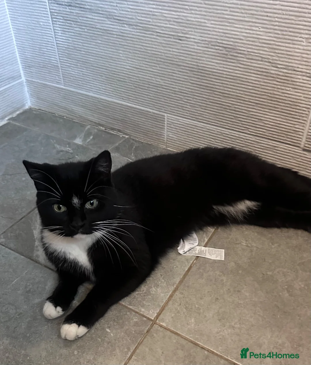 Mixed Breed cats for sale: For Adoption -(Free)  2 x female cats - Advert 2