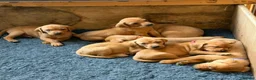 Mixed Breed dogs for sale: Fox Red Vizsaldors in Billingshurst - Advert 4
