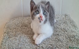 British Shorthair cats for sale: British Blue shorthair, Lilac, Colorpoint Kittens - Image 10