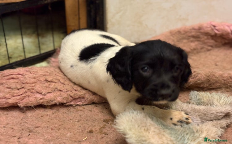 English Springer Spaniel dogs - Advert 7