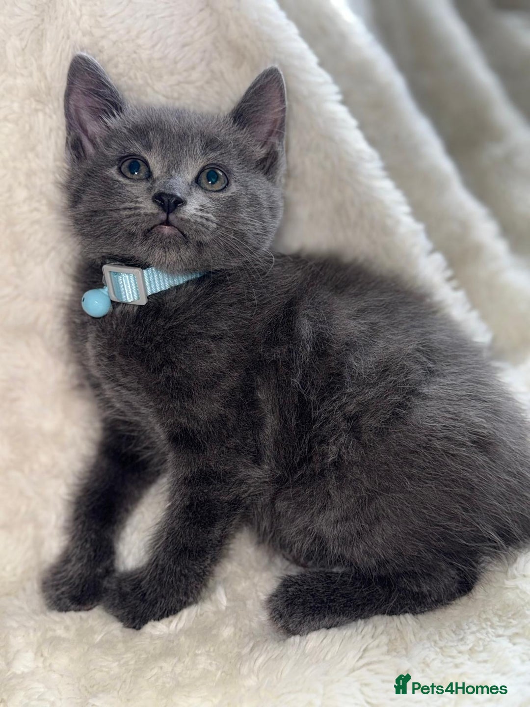 Mixed Breed cats for sale: Beautiful mix breed kittens  - Image 5