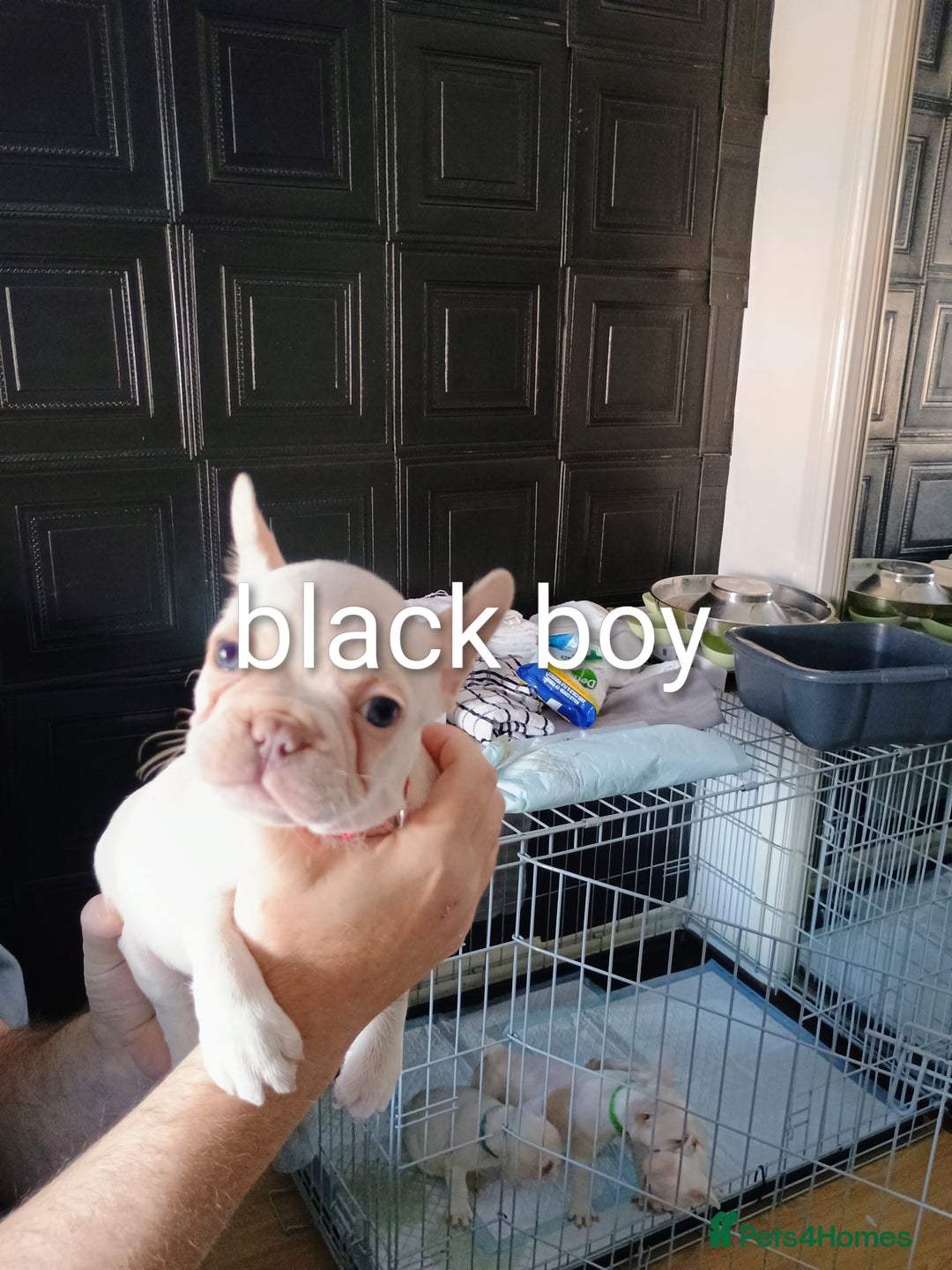 French Bulldog dogs for sale: Quality chunky French bulldog fluffy carriers  - Image 13