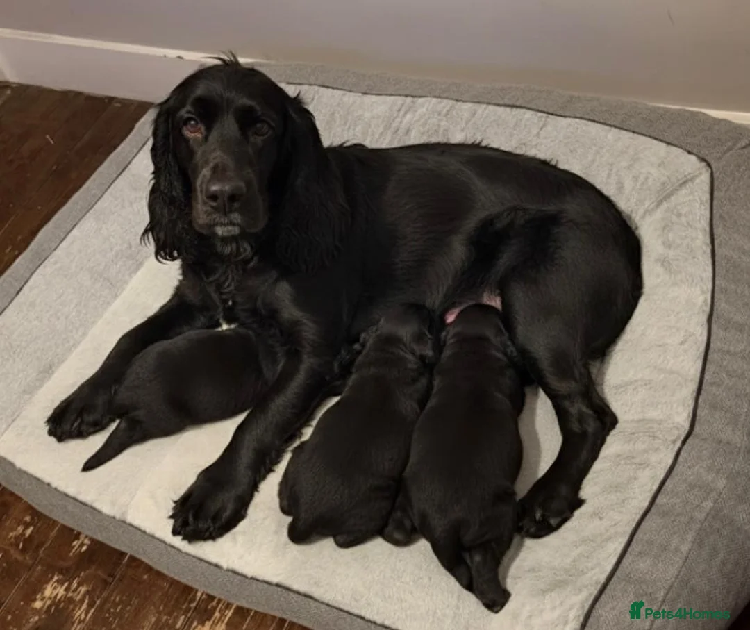 Cocker Spaniel dogs for sale: Cocker Spaniel Puppies - Advert 10