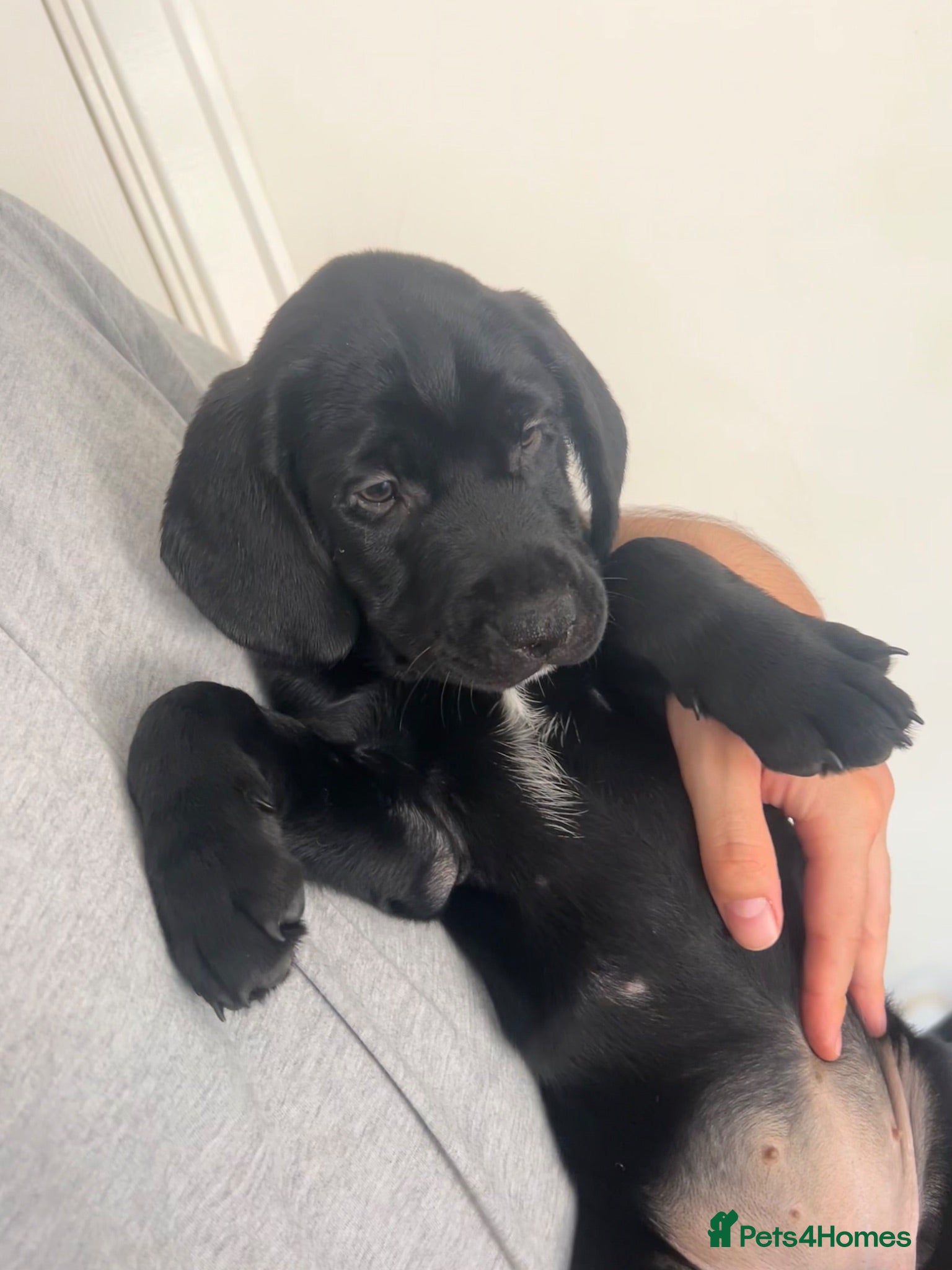 Mixed Breed dogs 2 girls left 🐾 READY NOW  - Advert 23