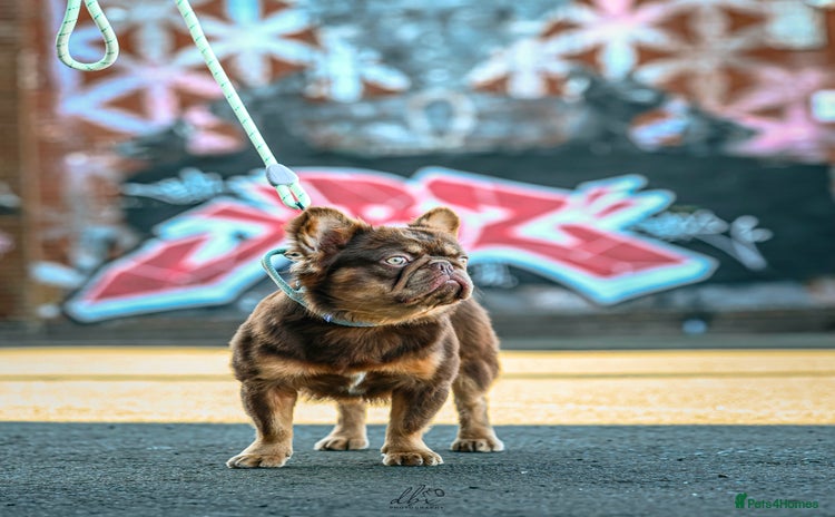 French Bulldog dogs in Nottingham - Advert 2