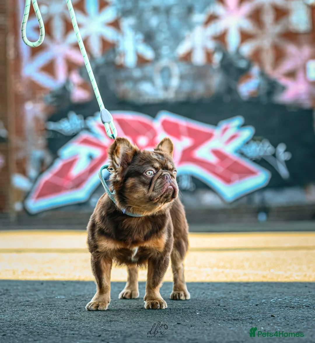 French Bulldog dogs for stud: FLUFFY FRENCHIE STUD NEWSHADE ROJO TAN in Nottingham - Advert 2