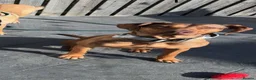 Mixed Breed dogs for sale: Rhodesian Ridgeback x Dutch herder puppies - Advert 1