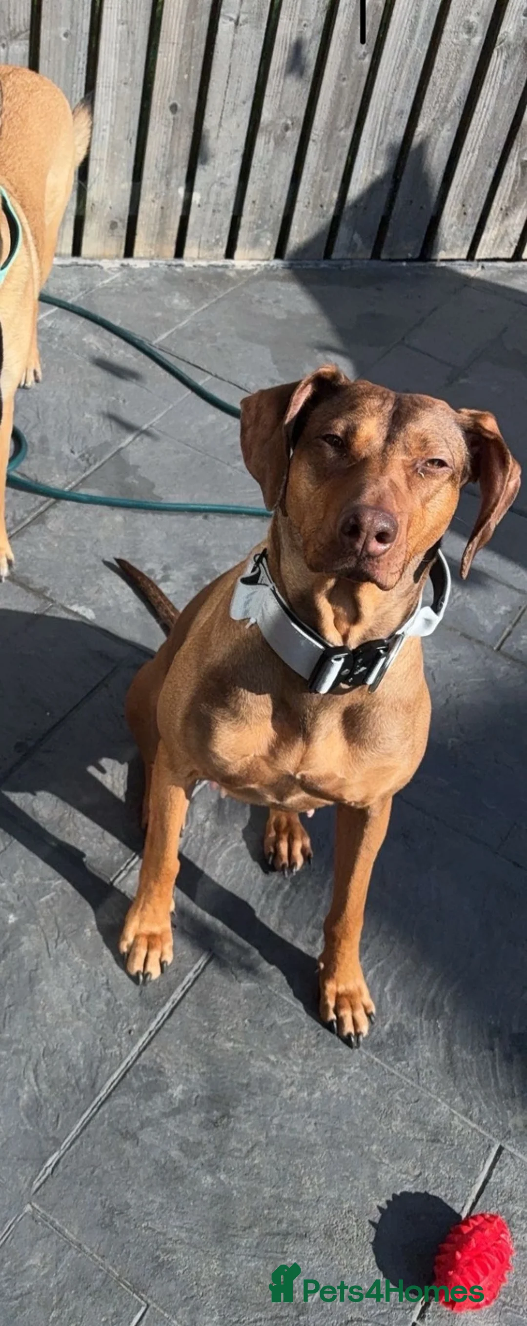 Mixed Breed dogs for sale: Rhodesian Ridgeback x Dutch herder puppies - Advert 1