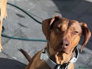 Mixed Breed dogs Rhodesian Ridgeback x Dutch herder puppies - Advert 1
