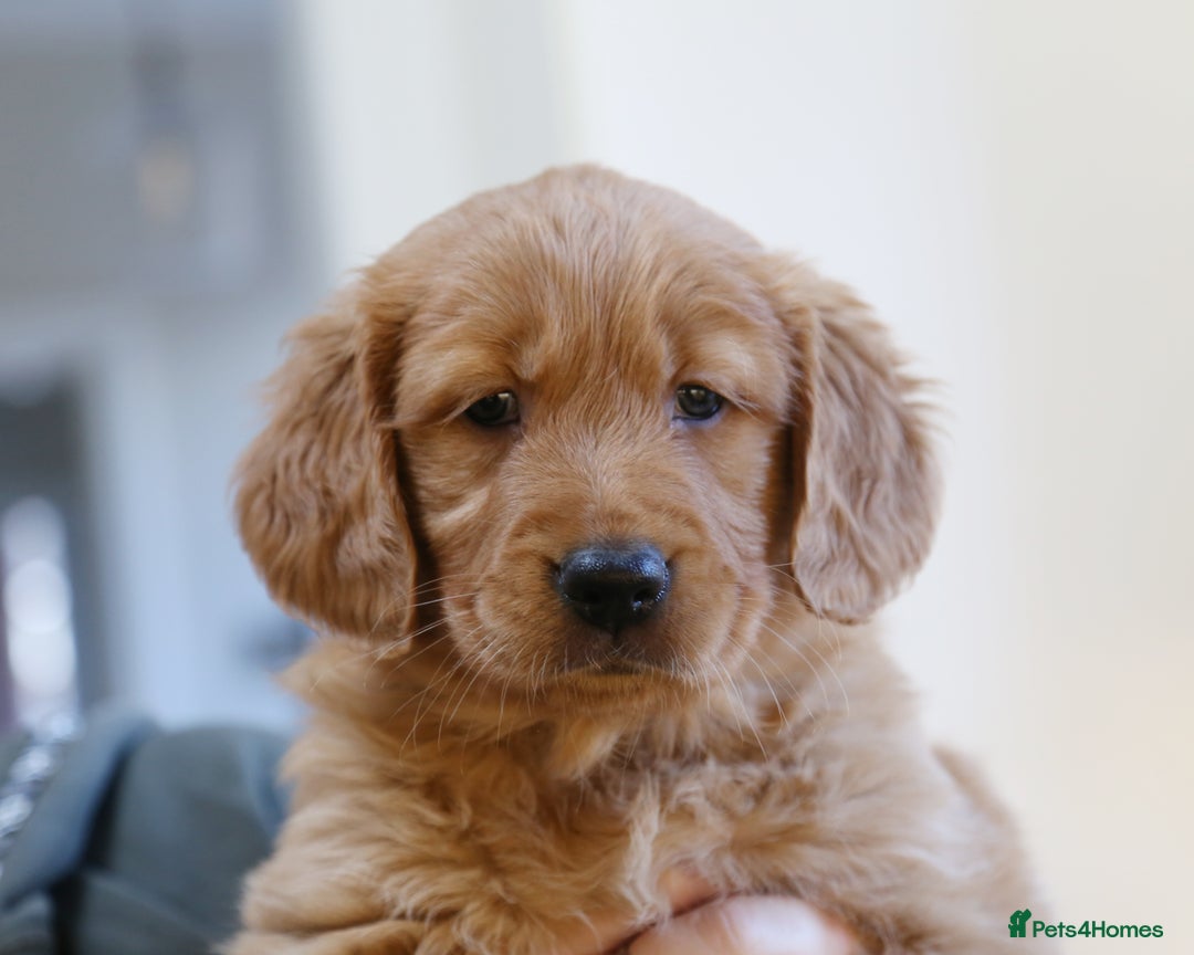 Golden Retriever dogs for sale: KC Registered Championship Line Golden Retrievers - Advert 34