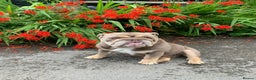 English Bulldog dogs for sale: English Bulldog Puppies Coloured  - Advert 2