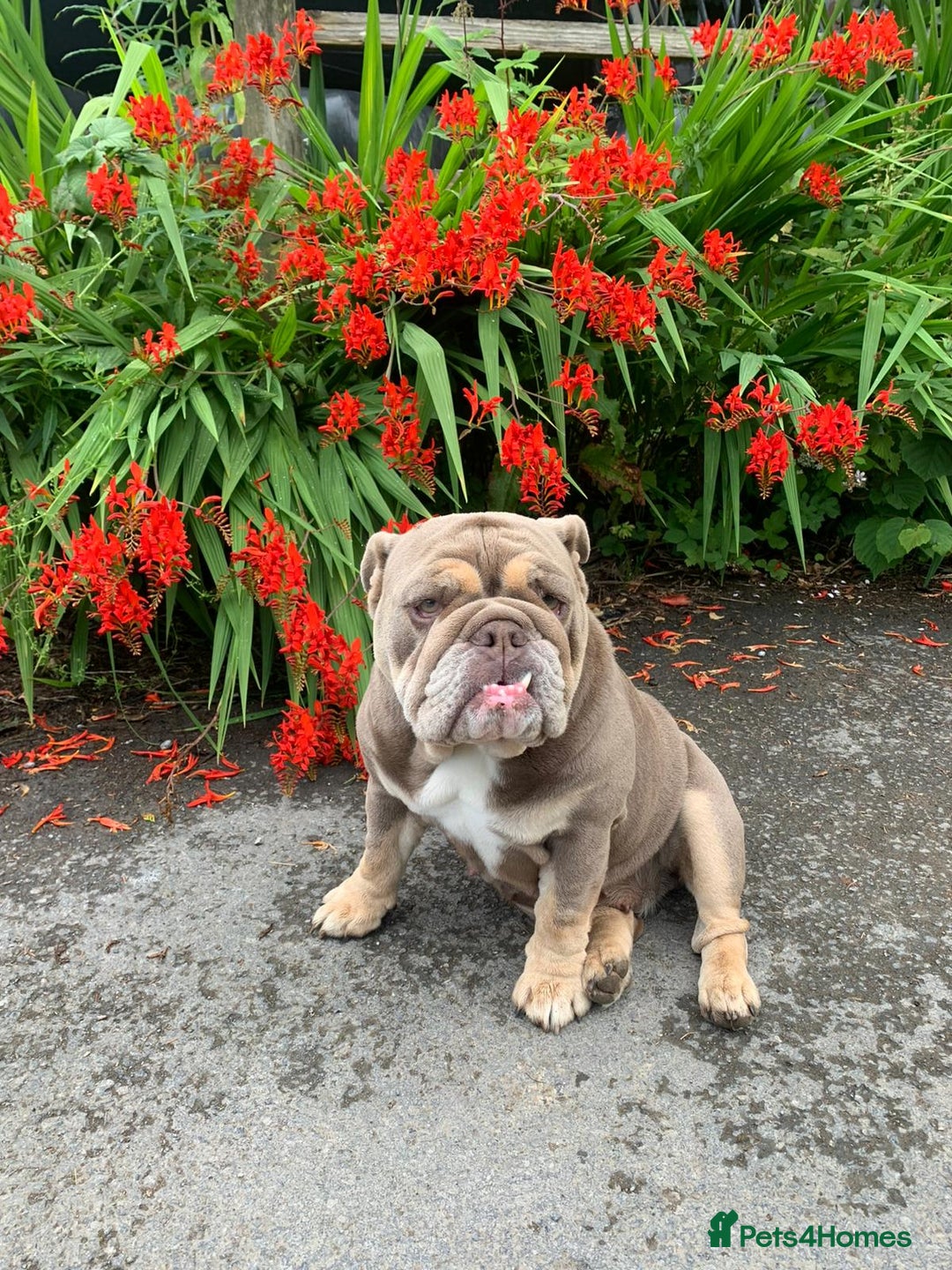 English Bulldog dogs for sale: English Bulldog Puppies Coloured  - Advert 2