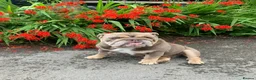 English Bulldog dogs for sale: English Bulldog Puppies Rare Coloured Ready now! - Advert 6