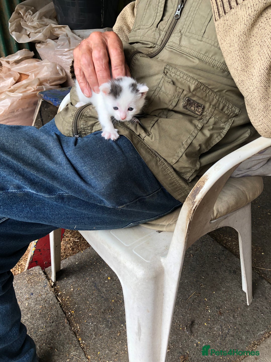 Domestic Shorthair cats for sale: Lovely male kitten - Image 5