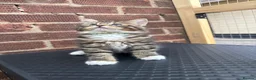 Maine Coon cats for sale: Maine Coon kittens 1 girl & 4 boys 😊 - Advert 13