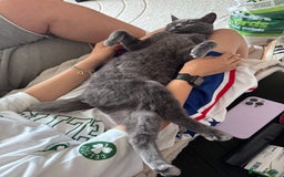 British Shorthair cats for sale: Beautiful British short hair  - Image 9