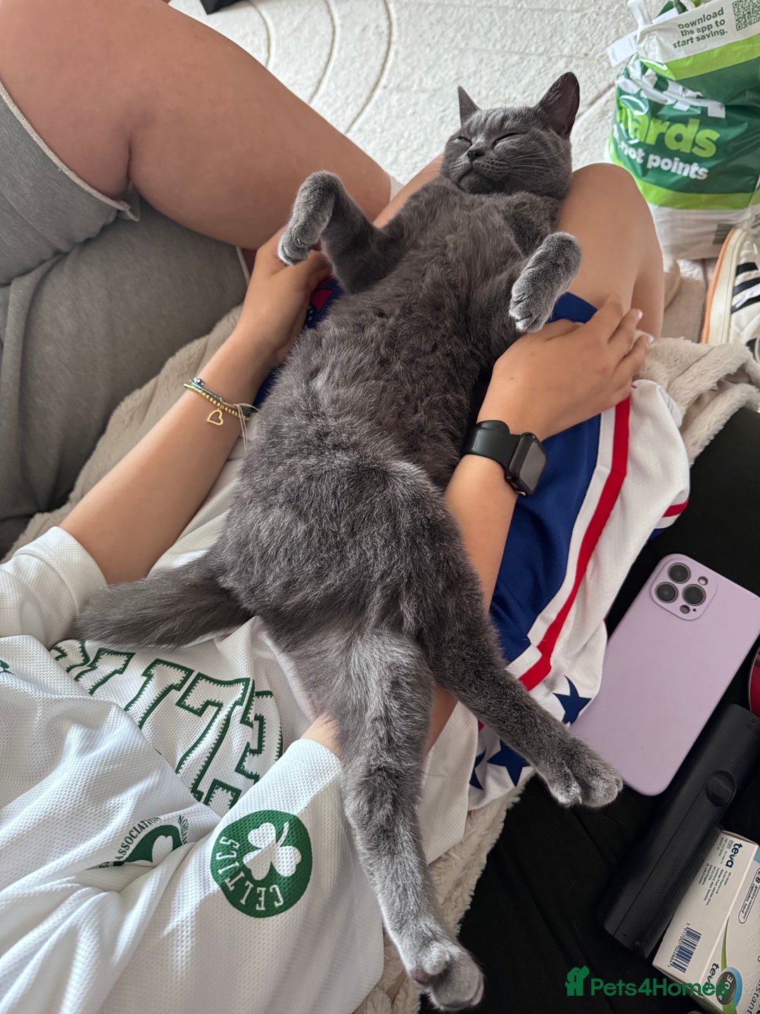 British Shorthair cats for sale: Beautiful British short hair  - Image 9