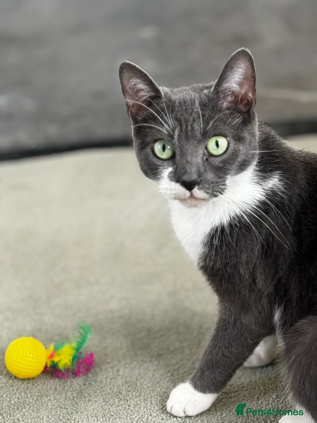 Mixed Breed cats for sale: X3 beautiful kittens ready for homes in 2-3 weeks  in Horsham - Advert 1