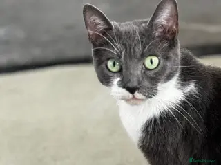 Mixed Breed cats X3 beautiful kittens ready for homes in 2-3 weeks - Advert 1