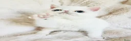 Exotic cats for sale: Extremely rare exotic shorthair kittens  - Advert 5