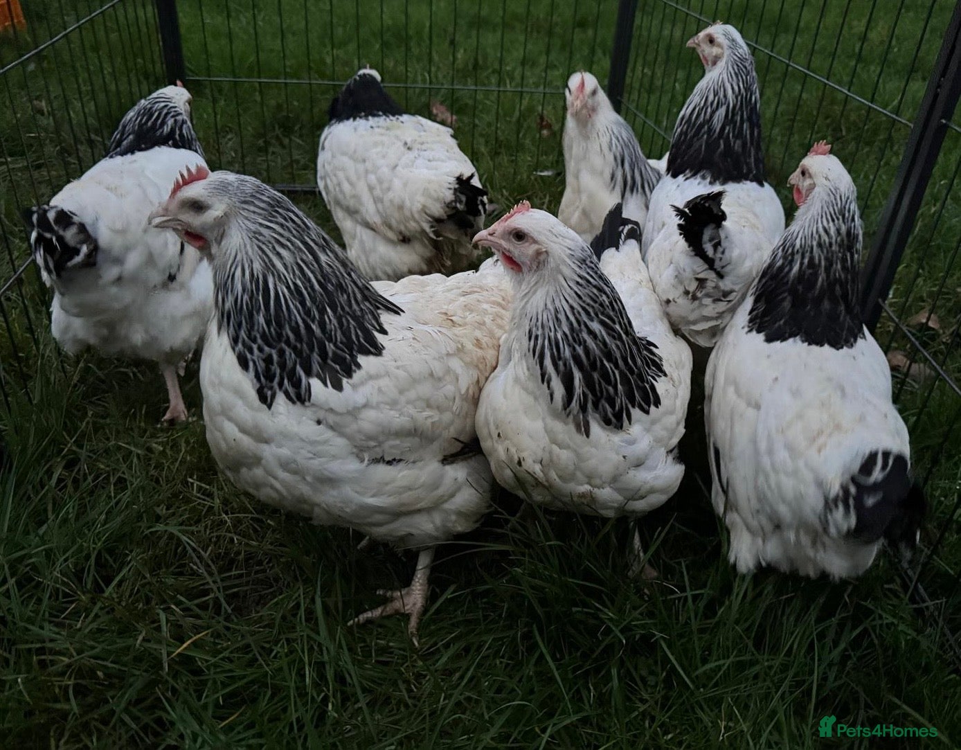 Chickens poultry Light Sussex exhibition large fowl - Advert 5