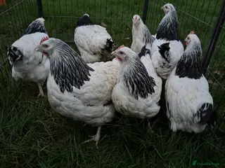 Chickens poultry Light Sussex exhibition large fowl - Advert 5