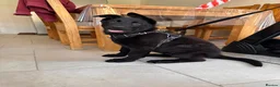 German Shepherd dogs for sale: Outstanding KC reg straight back German Sheppard  - Advert 4