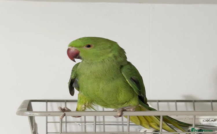Parrots birds - Advert 7