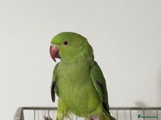 Parrots birds - Advert 4