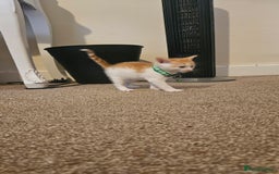 British Shorthair cats for sale: Beautiful Bengal x Calico Kittens - Image 9