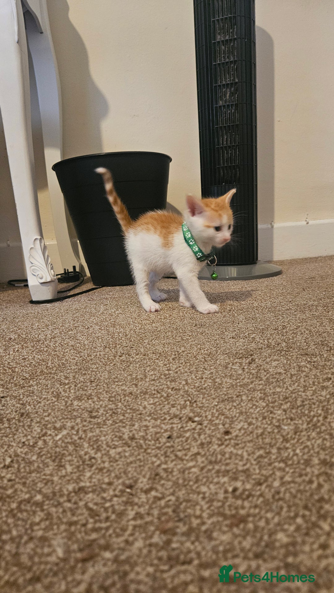 British Shorthair cats for sale: Beautiful Bengal x Calico Kittens - Image 9