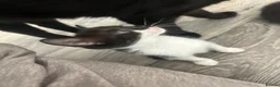 Mixed Breed cats for sale: Kittens rehoming  - Advert 7