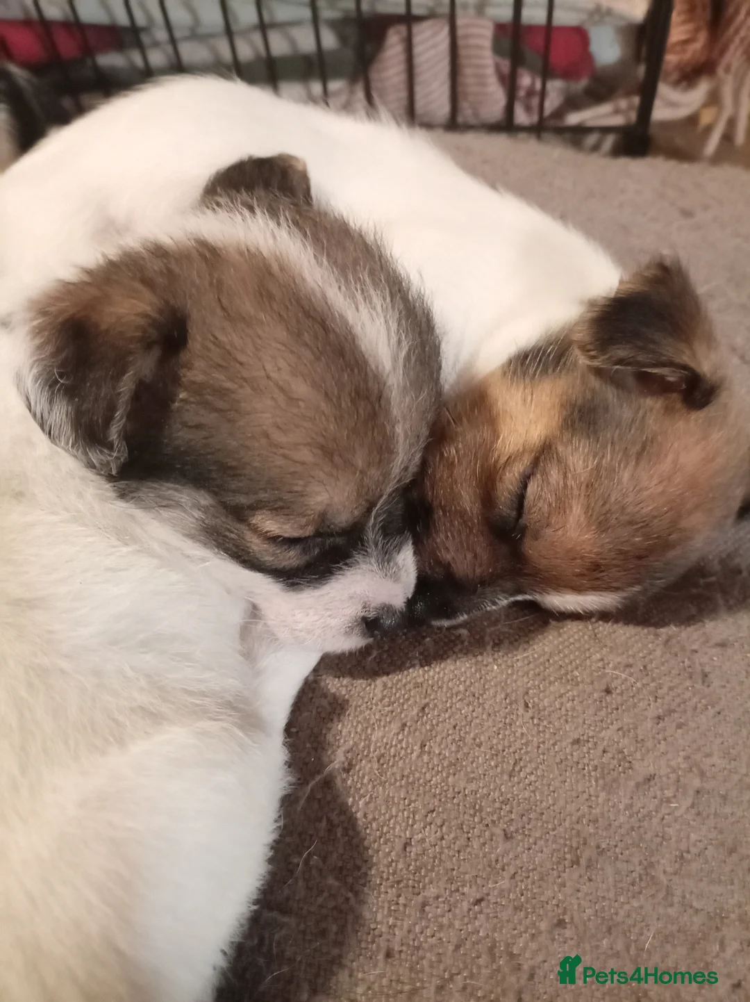 Jack Russell dogs for sale: Jack Russell puppies for sale  - Advert 6