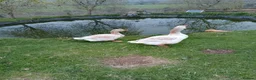 Geese poultry for sale: buff Toulouse geese breeding pair  - Advert 2