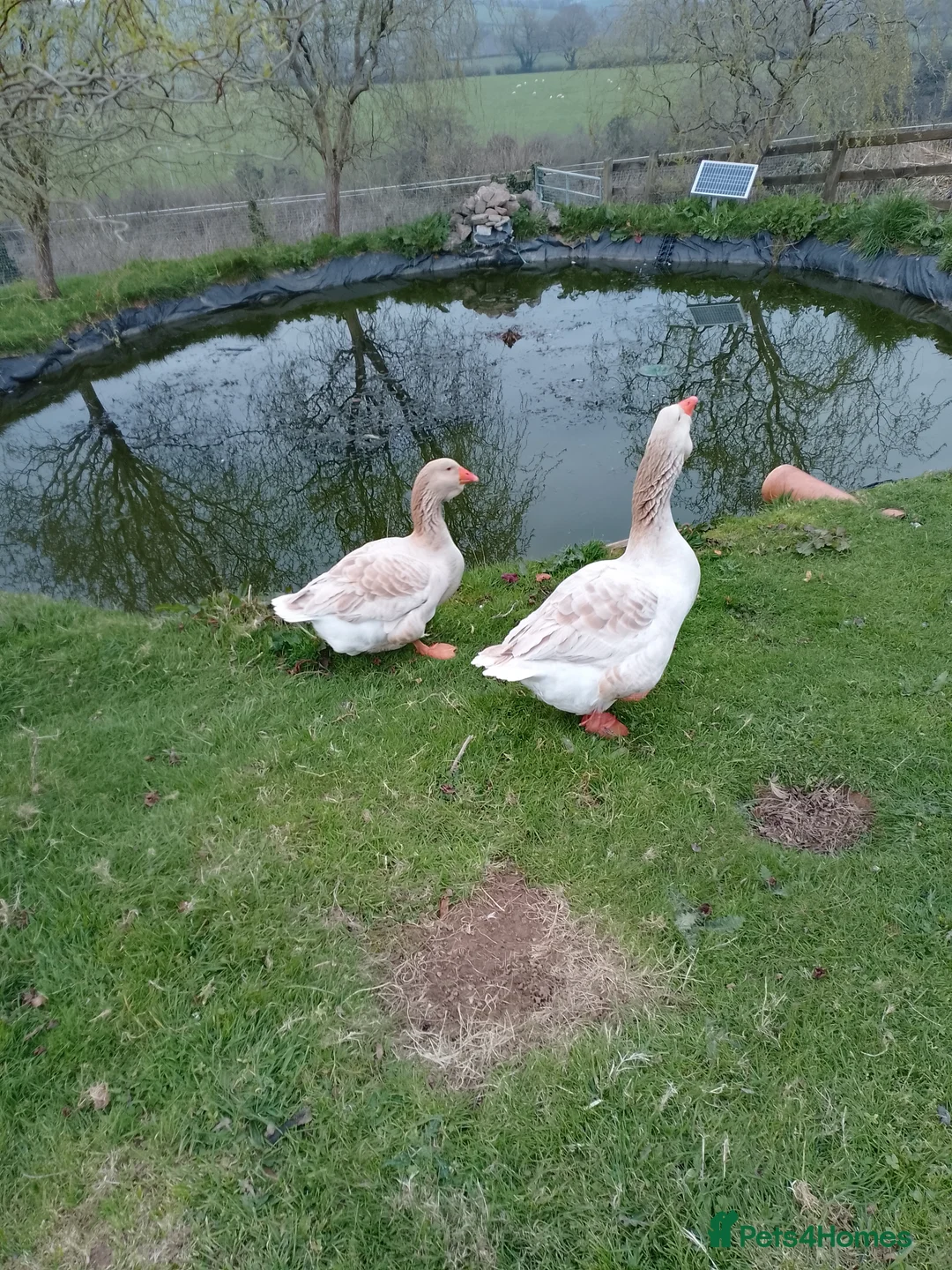 Geese poultry for sale: buff Toulouse geese breeding pair  - Advert 2