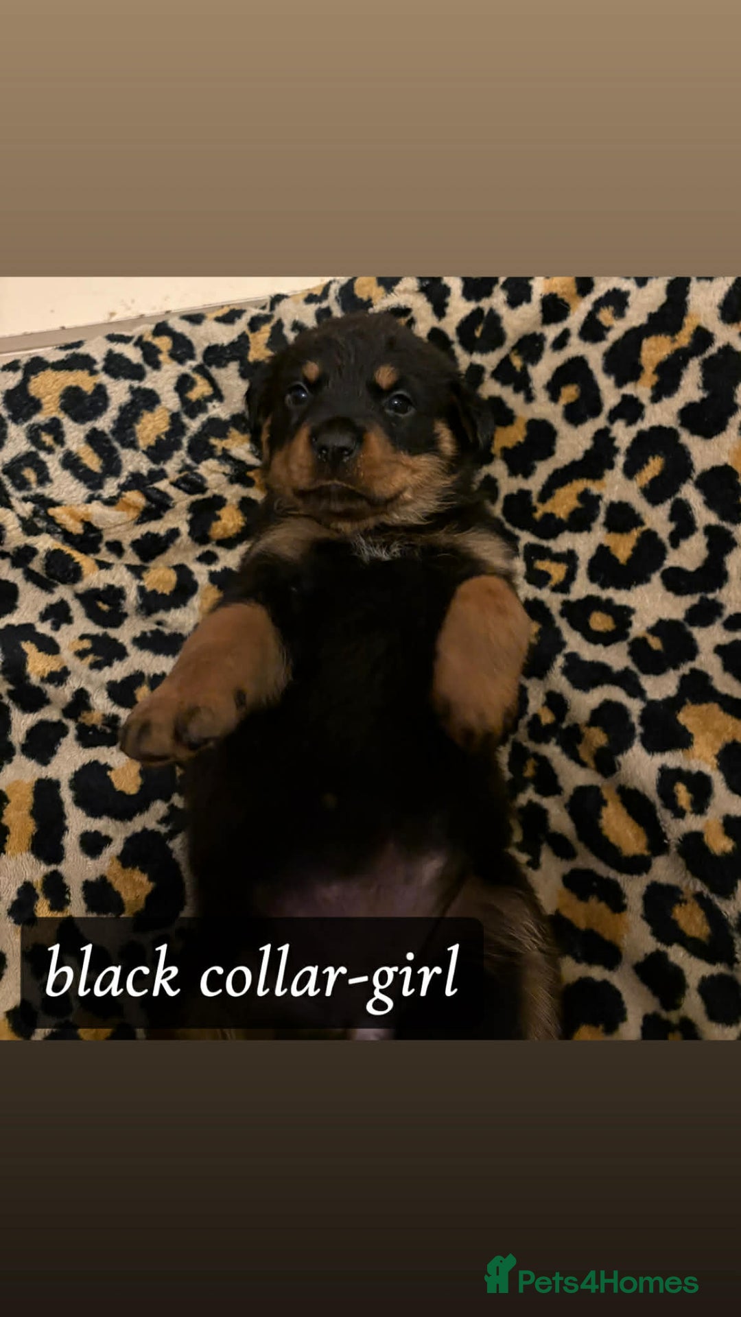 Rottweiler dogs for sale: Rottweiler Puppies  - Advert 9