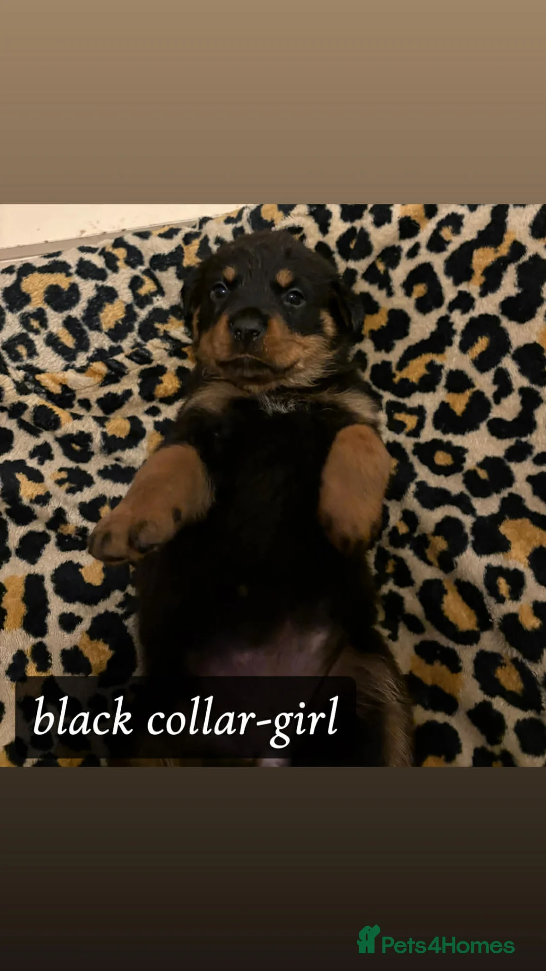 Rottweiler dogs for sale: Rottweiler Puppies  - Advert 10