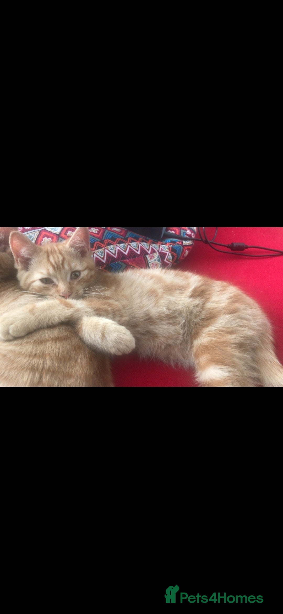 British Shorthair cats for sale: 1 ginger british short haired kitten(boy) - Image 14