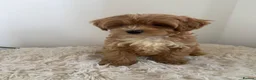 Maltipoo dogs for sale: Beautiful puppies for sale - Advert 6