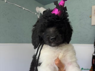 Bernedoodle dogs - Advert 1