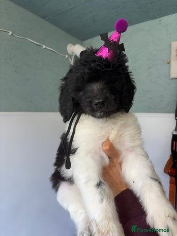 Bernedoodle dogs - Advert 1