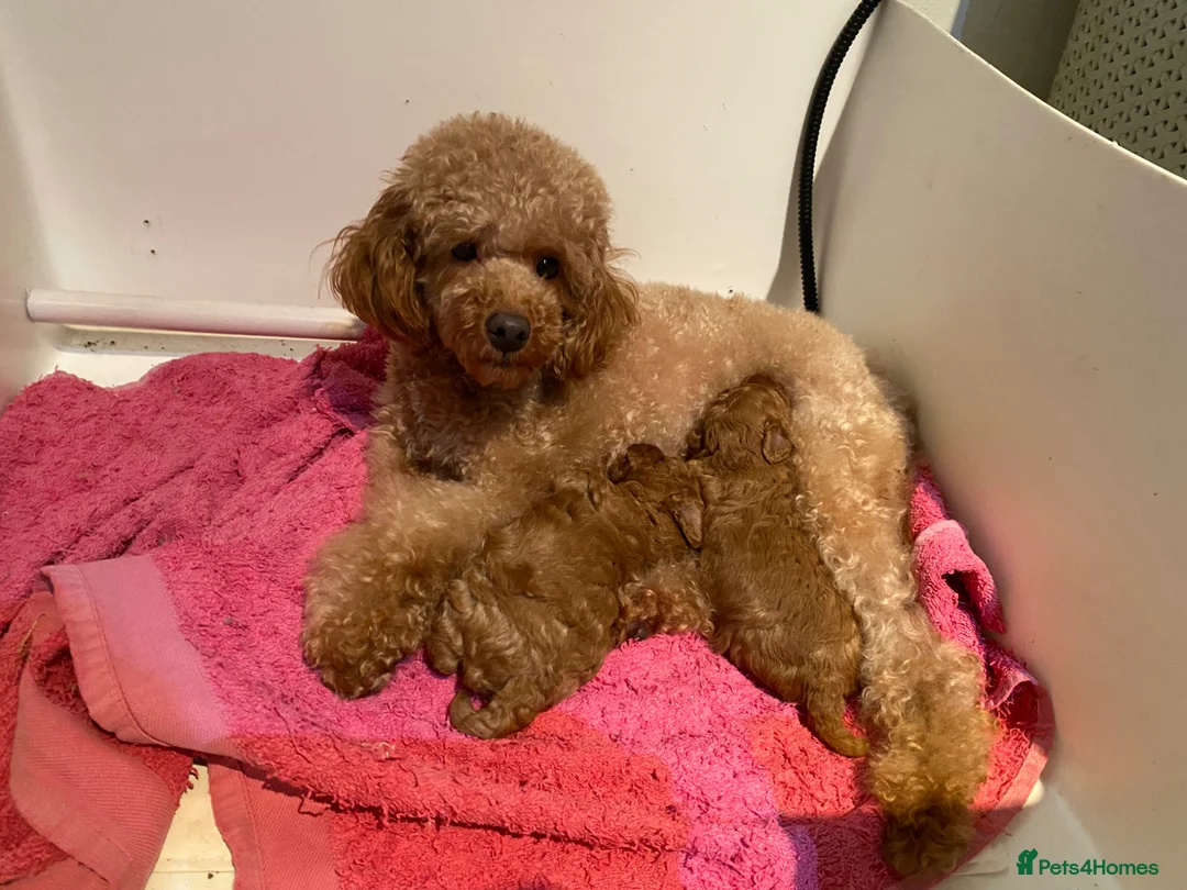 Toy Poodle dogs for sale: KC Toy Poodles Health tested - Advert 20