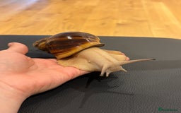 Snails invertebrates for sale: SILVER LEUCISTIC OVUMS TANK STARTER KIT IREDALEI  - Image 7