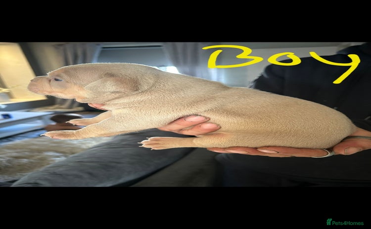 Mixed Breed dogs - Advert 7