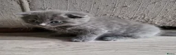 Scottish Fold cats for sale: Kittens everywhere! - Advert 16