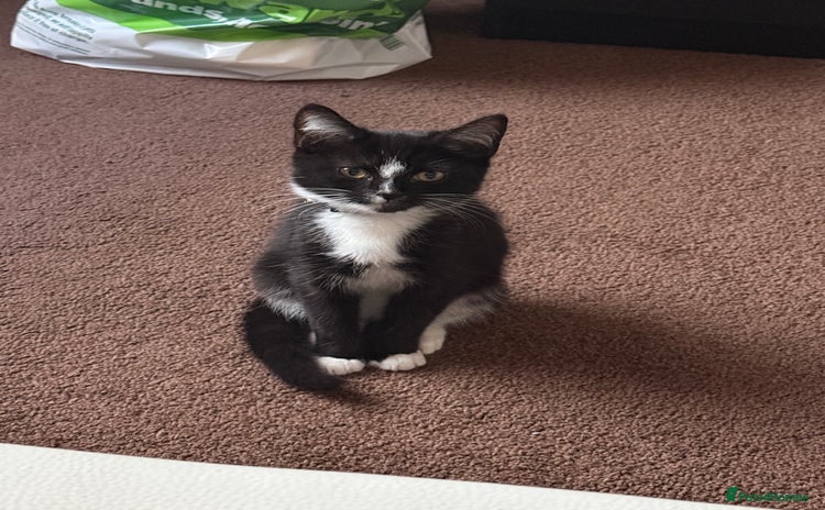 Domestic Shorthair cats - Advert 4