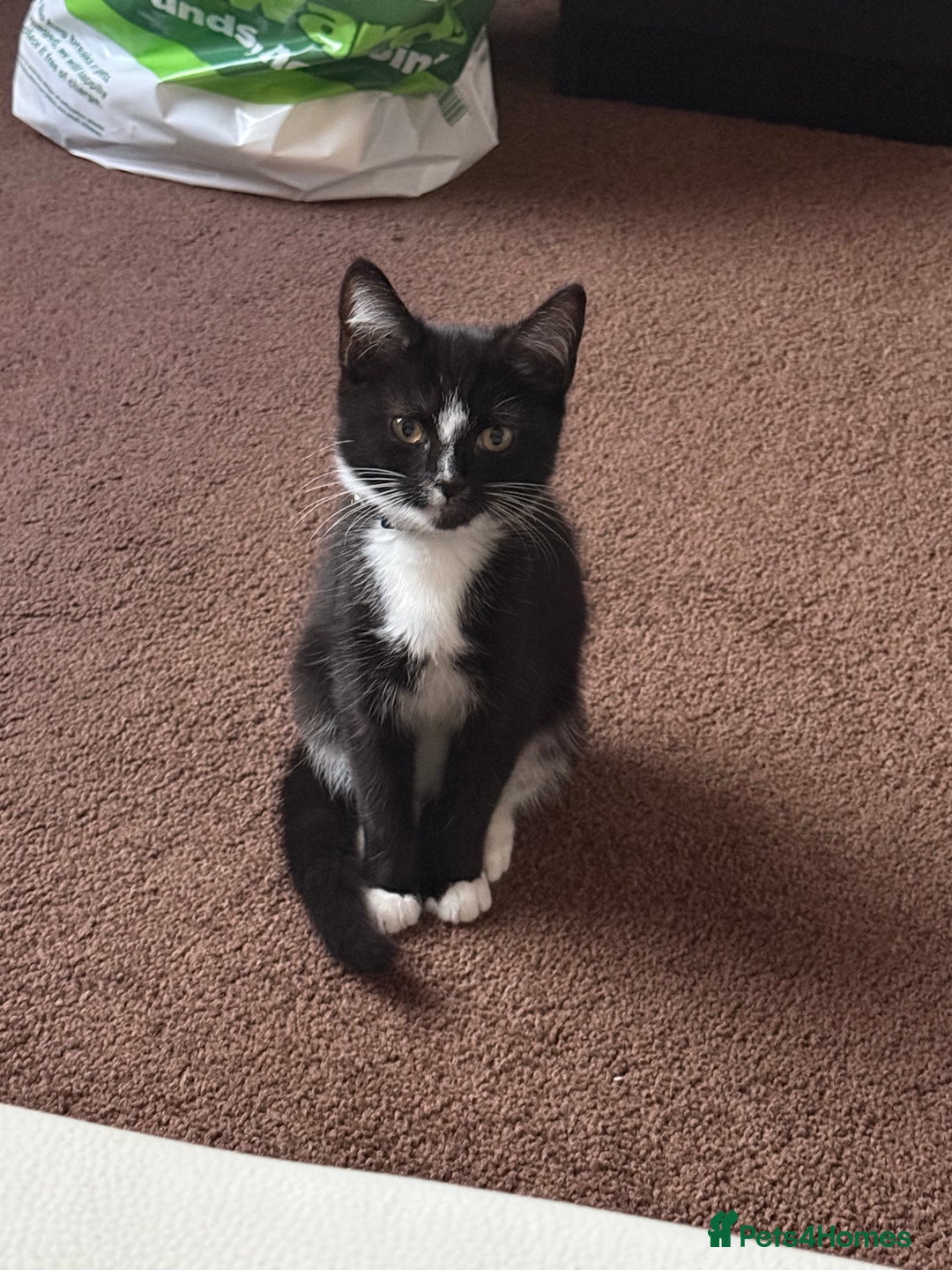 Domestic Shorthair cats for sale: Male kitten (nickname whippet) - Image 1