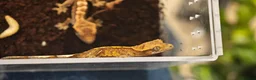 Gecko reptiles for sale: Crested Geckos  in Saint Leonards-on-sea - Advert 3
