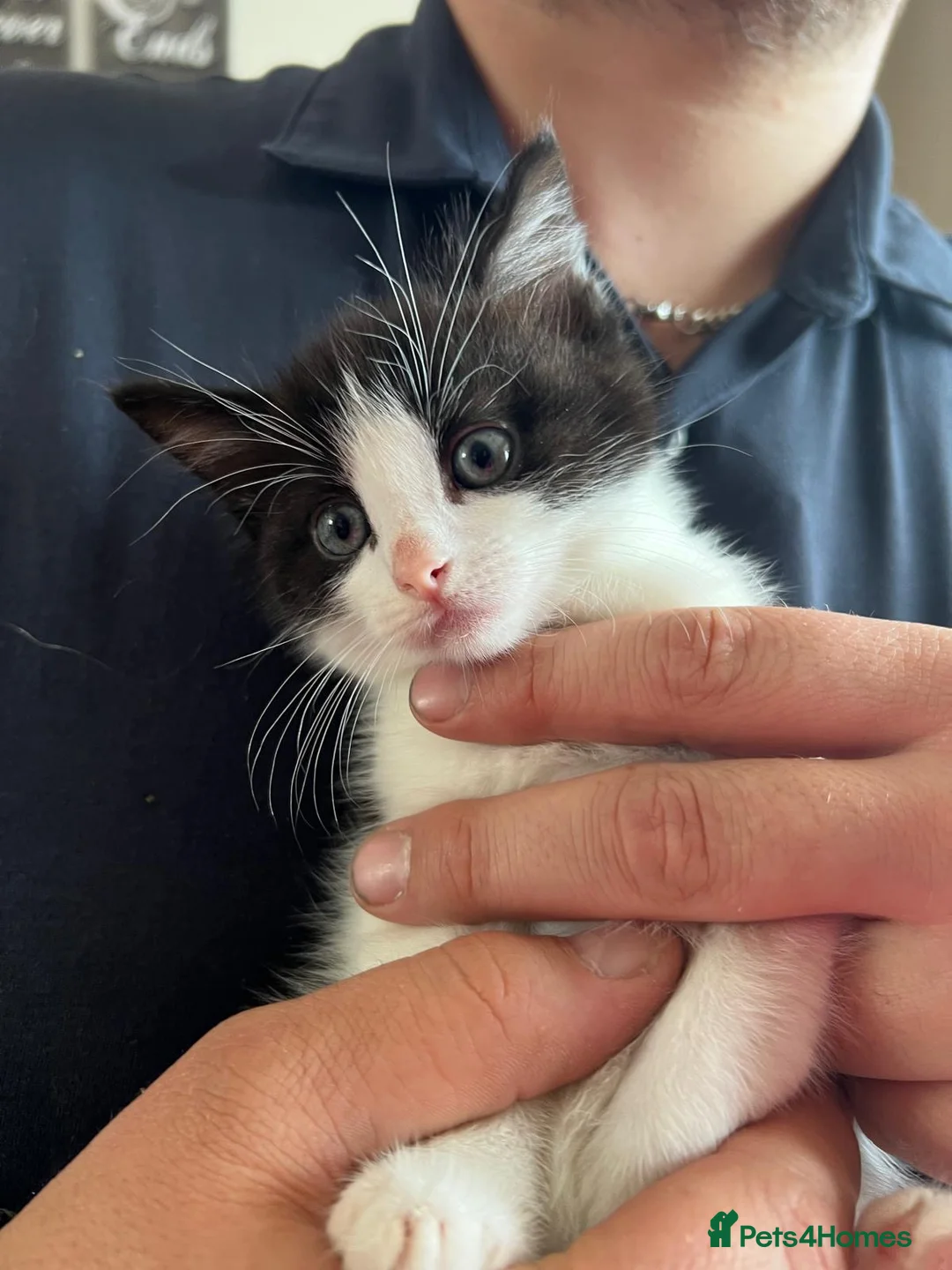 Mixed Breed cats for sale: Tuxedos  in Ringwood - Advert 5