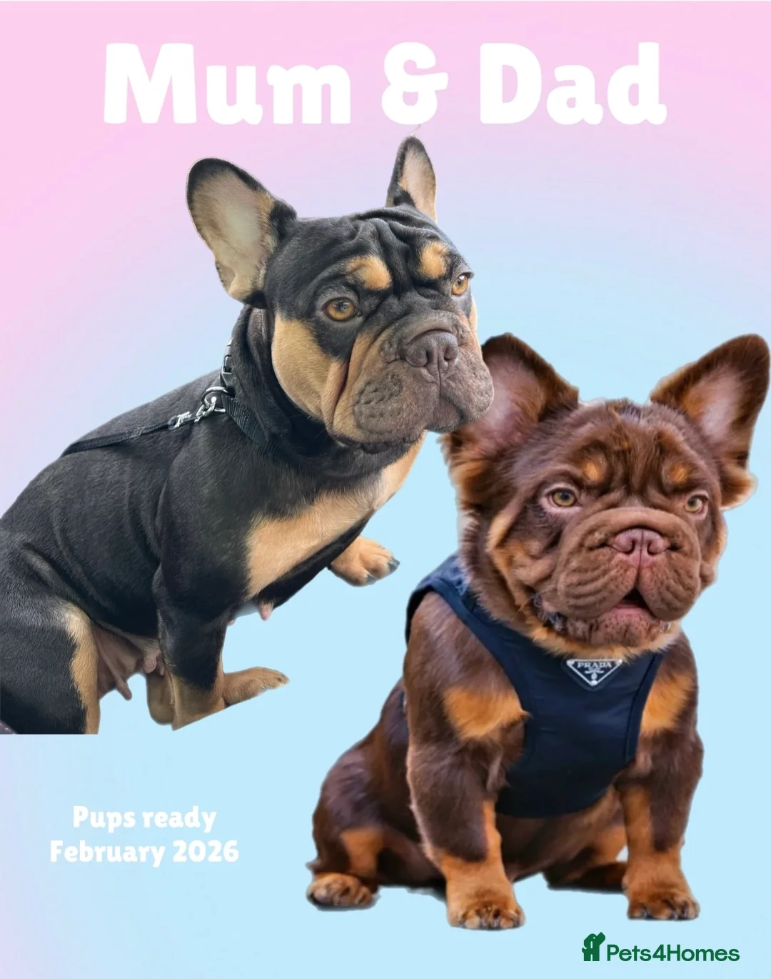 French Bulldog dogs for sale: Frenchies in Chocolate & Tan and Rojo - Advert 4